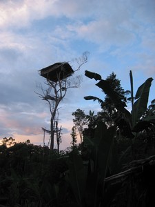 Papua-Korowai – kmen stromových lidí